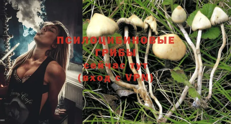 Псилоцибиновые грибы MAGIC MUSHROOMS  MEGA вход  Кулебаки  цены наркотик 